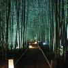 京紅葉2025＿嵐山・鹿王院夜の特別拝観11　竹林