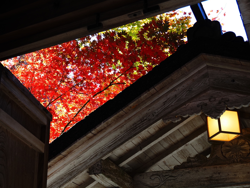 京紅葉2025＿京北・常照皇寺03 みえる