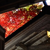 京紅葉2025＿京北・常照皇寺03 みえる