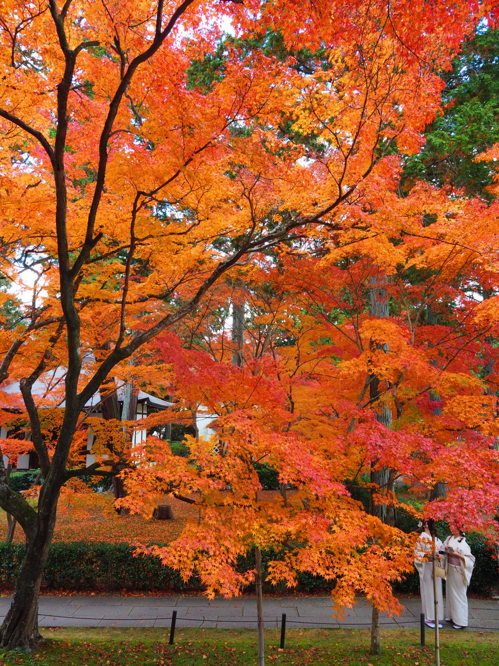 京紅葉2024＿真如堂15