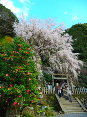大豊神社　共演