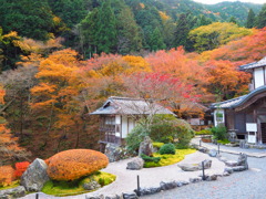 京紅葉2024＿大原・古知谷 阿弥陀寺01