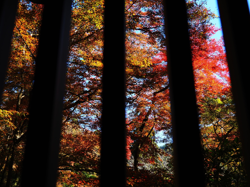 京紅葉2025＿栂尾・高山寺11　格子窓