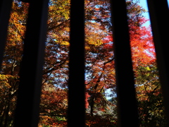 京紅葉2025＿栂尾・高山寺11　格子窓