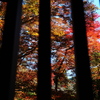京紅葉2025＿栂尾・高山寺11　格子窓