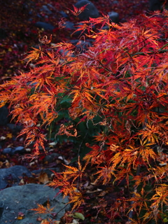 京紅葉2025＿嵐山・宝筐院12　細葉