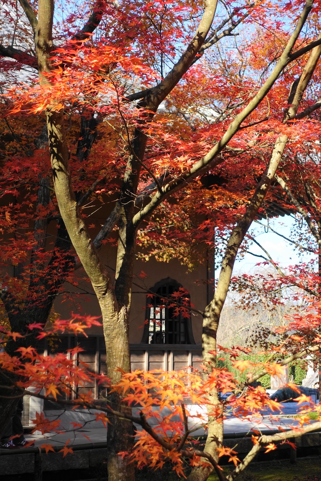 京紅葉2015＿圓光寺15