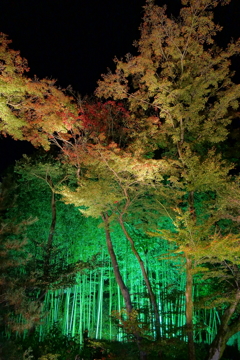 京紅葉2015＿宝厳院03