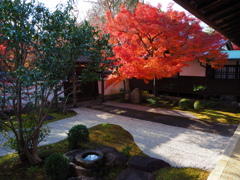 京紅葉2024＿真如堂09