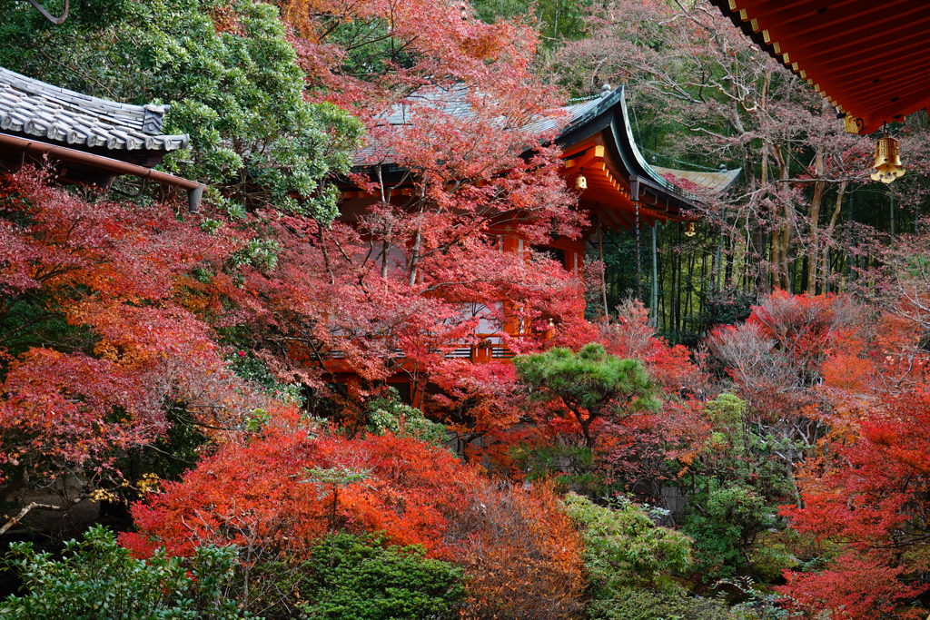 京紅葉2018＿毘沙門堂門跡15　高台弁財天