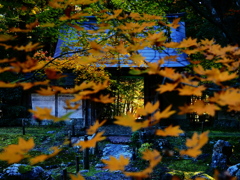 京紅葉2025＿京北・常照皇寺11　紅葉の向こう
