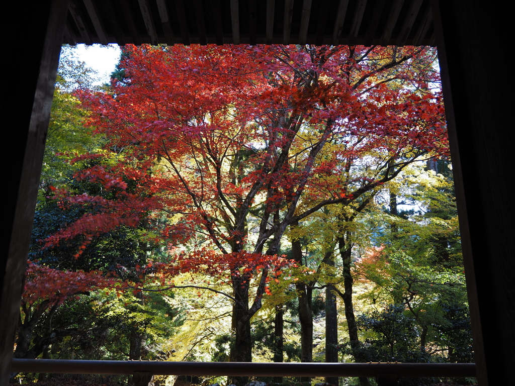 滋賀紅葉2025＿葛川息障明王院04
