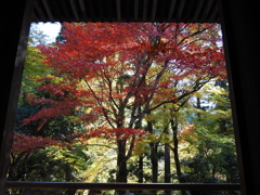 滋賀紅葉2025＿葛川息障明王院04