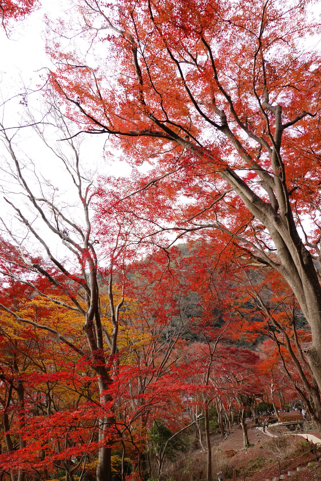 京紅葉2018＿八瀬もみじの小径02