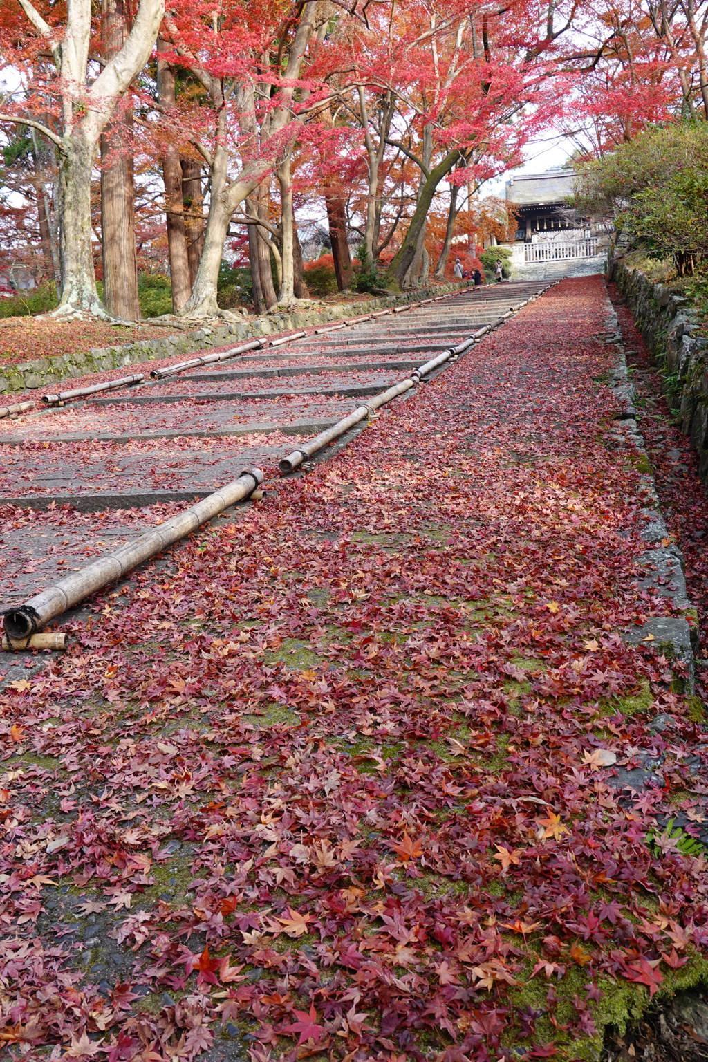 京紅葉2018＿毘沙門堂門跡01　敷きもみじ１