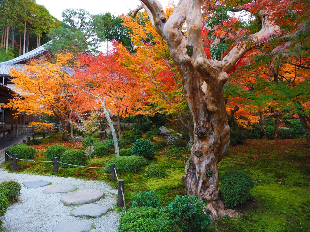 京紅葉2024＿圓光寺11　十牛之庭　