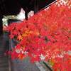 京紅葉2024＿真如堂17　本堂に迫るⅡ