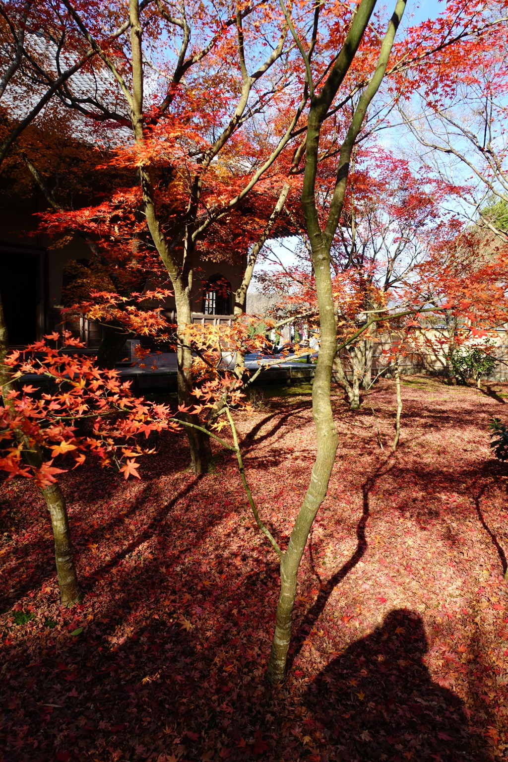 京紅葉2015＿圓光寺13　撮影者