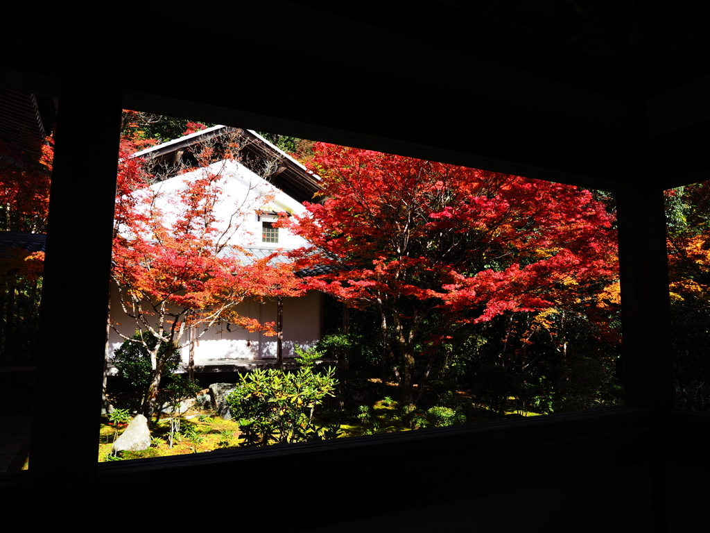 京紅葉2025＿槙尾・西明寺04