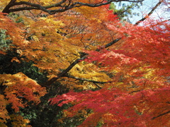 滋賀紅葉2025＿葛川01　紅黄葉