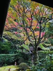 京紅葉2024＿桂春院02