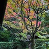 京紅葉2024＿桂春院02