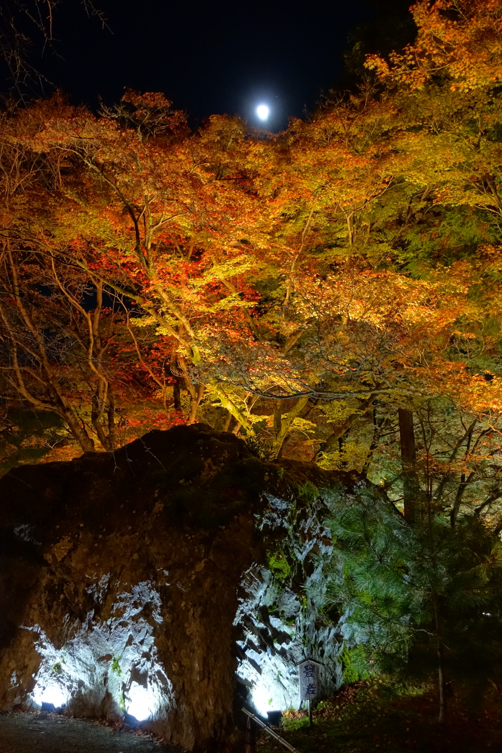 京紅葉2015＿宝厳院06　樹上の月