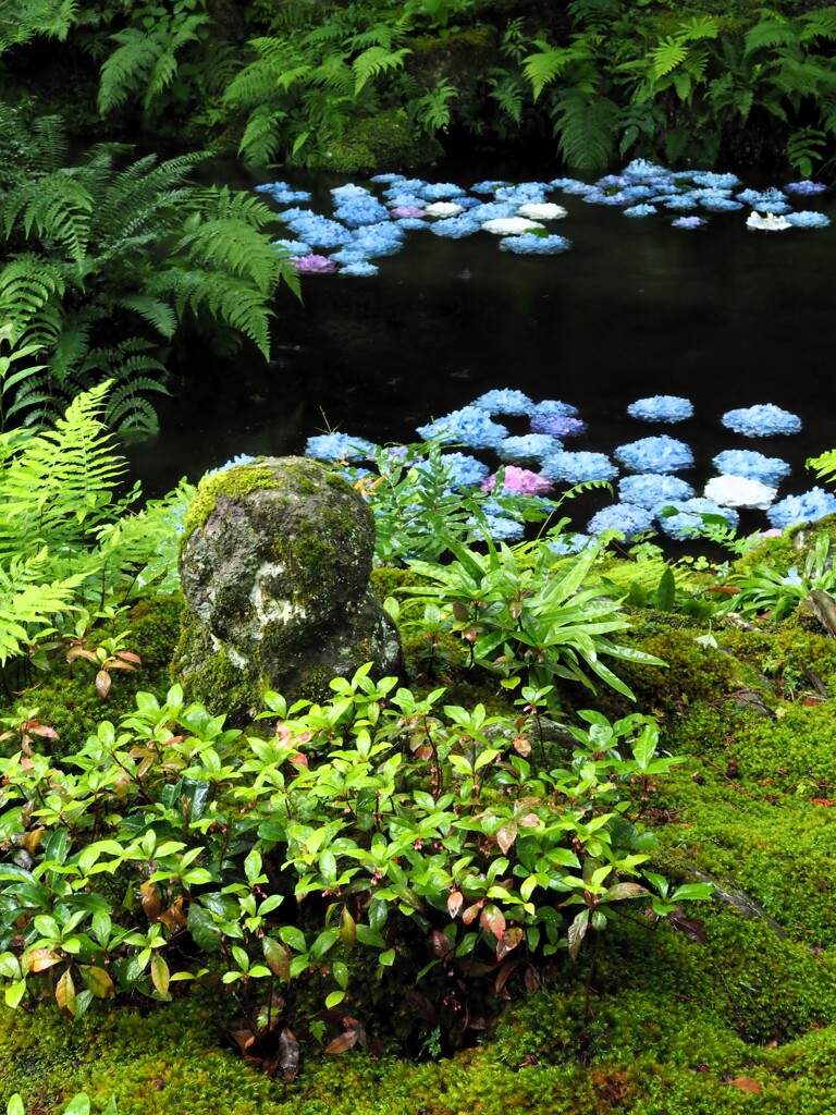 三千院あじさい01_わらべ地蔵