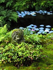 三千院あじさい01_わらべ地蔵