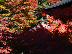 京紅葉2025＿京北・常照皇寺02　埋もれる