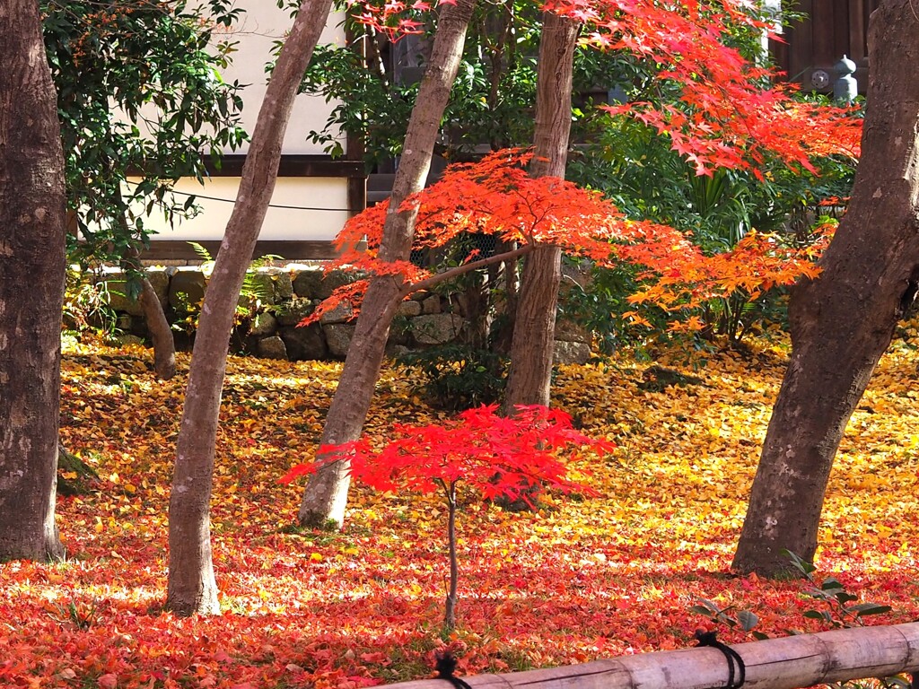 京紅葉2024＿真如堂02　こんなに小さくても真っ赤