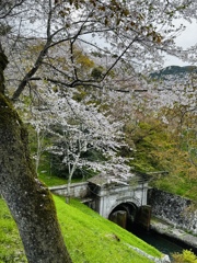 桜_琵琶湖疏水Ⅲ