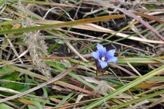 秋の高原に一輪の花