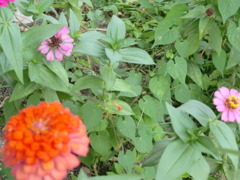 CIMG2341