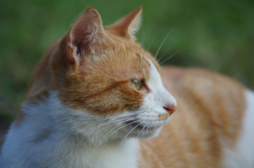 公園の猫