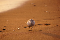 海鳥？