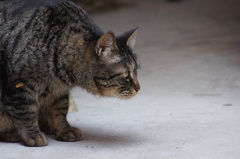 上野の住宅猫