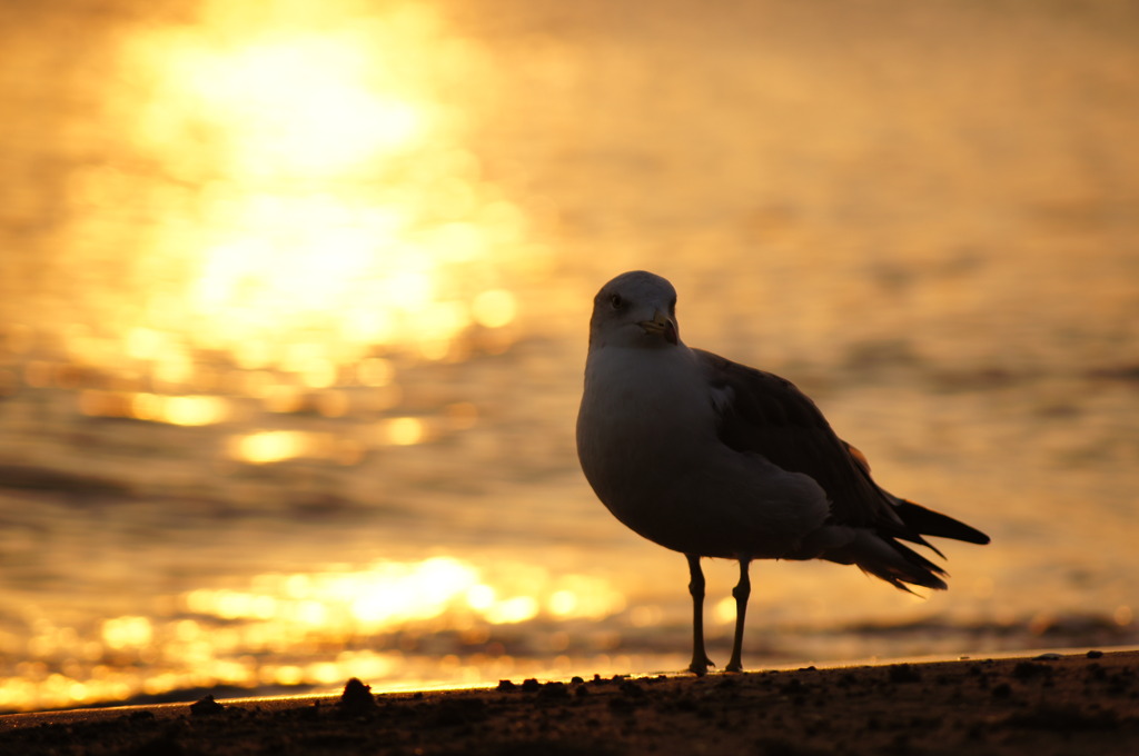 夕暮れの鳥