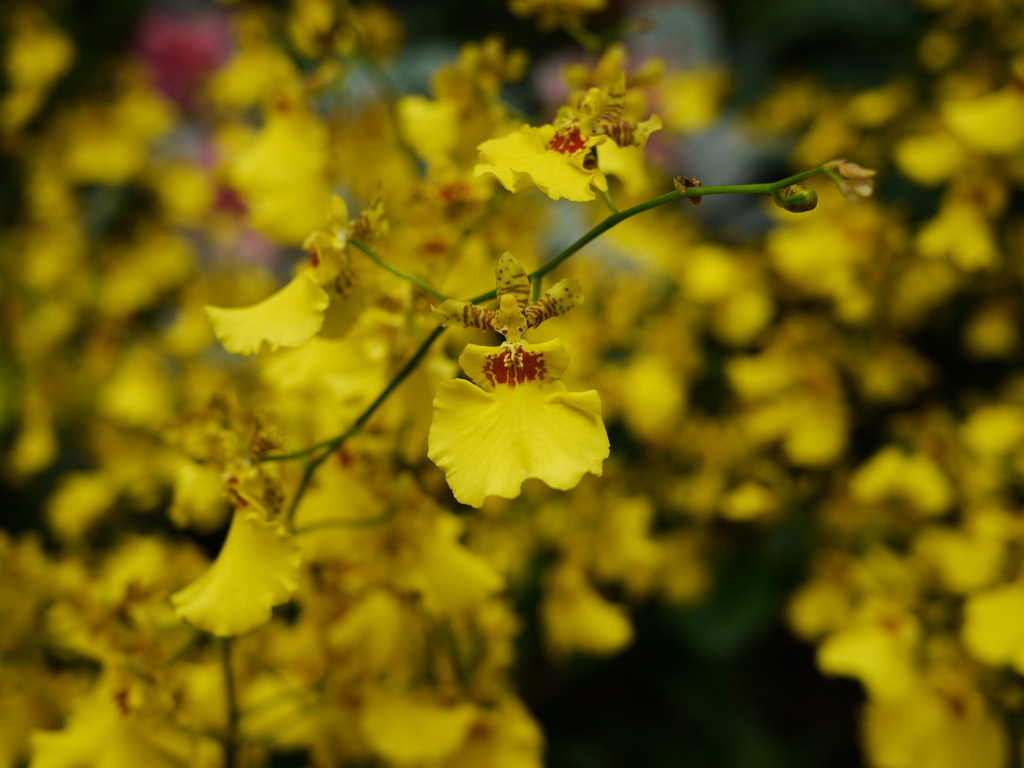 虫に見えてくる花