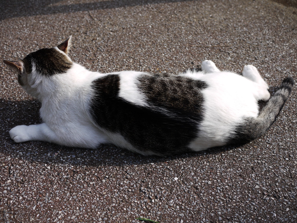 見ようによっては背中に黒猫がいるような