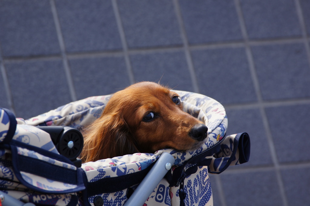 飛行機を見に来た？犬