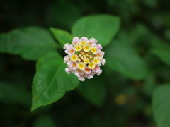 小さな紫陽花みたい