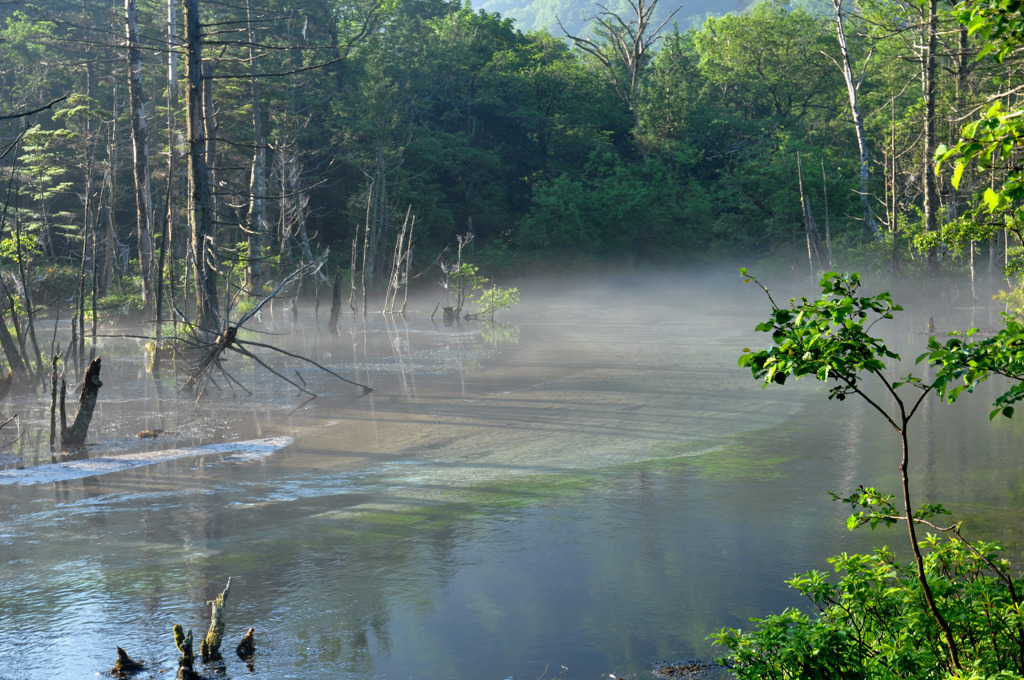 朝靄漂う池