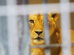 東山動物園1