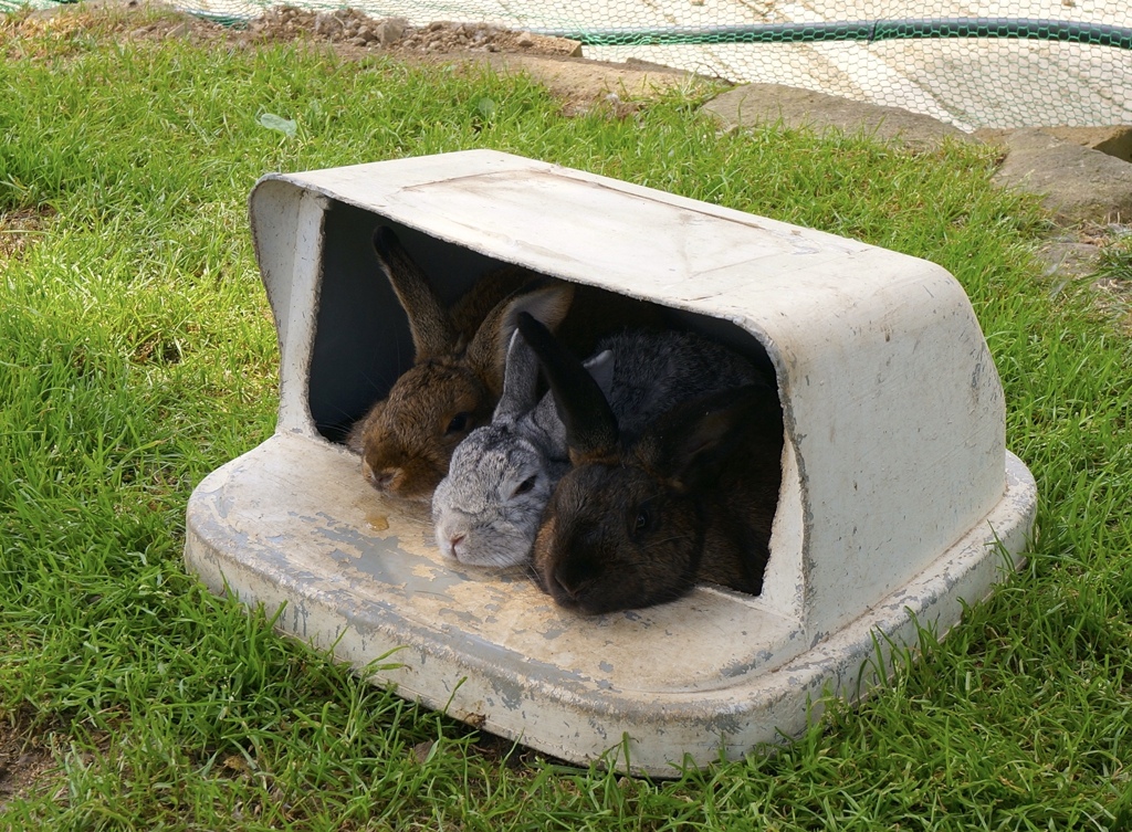 うさぎ小屋？