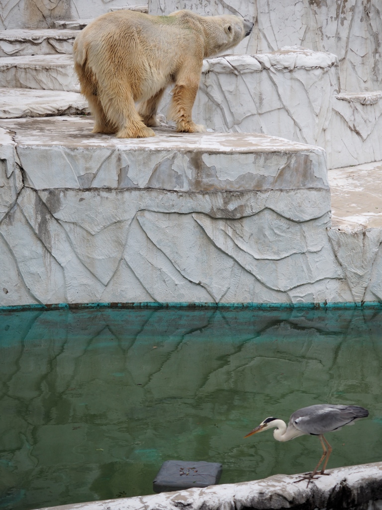 東山動物園2