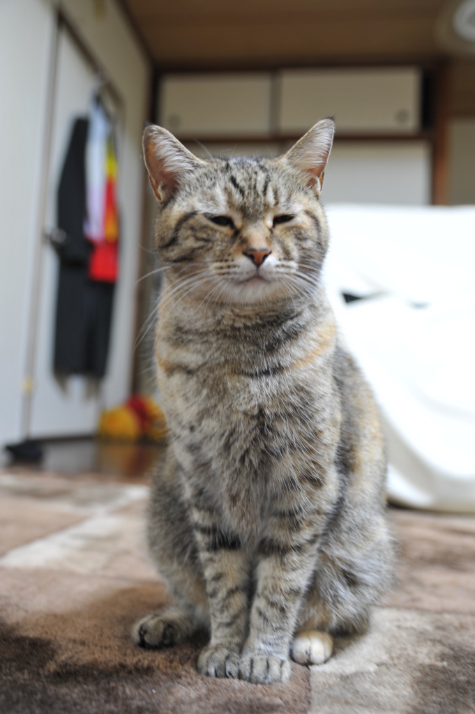 ねこちゃん