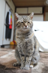 ねこちゃん