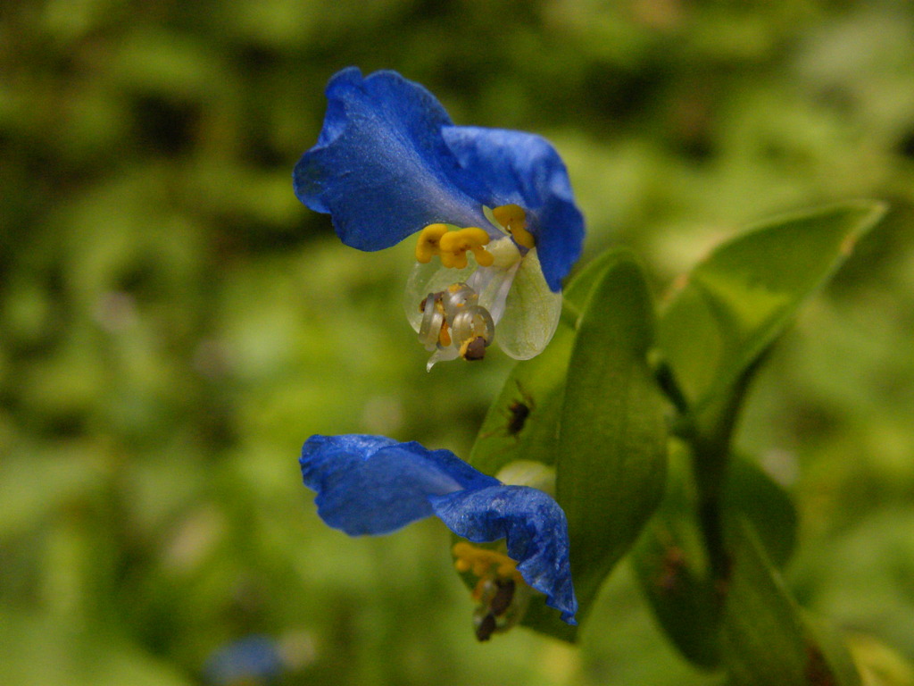 お花