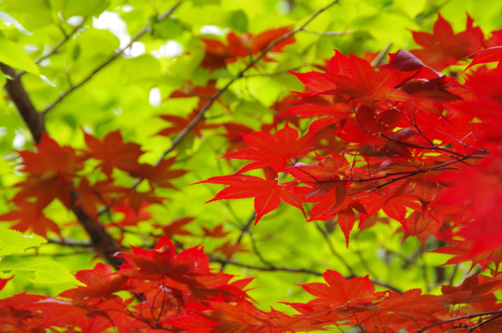 春の紅葉